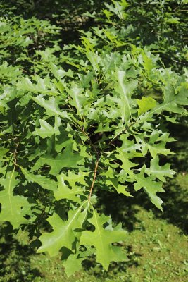 Quercus mauri - dub mauryův - listy